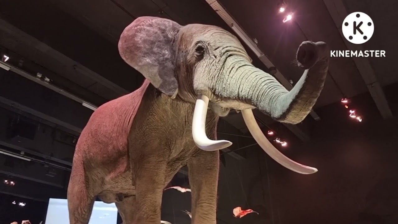 Een museumbezoek naar Naturalis