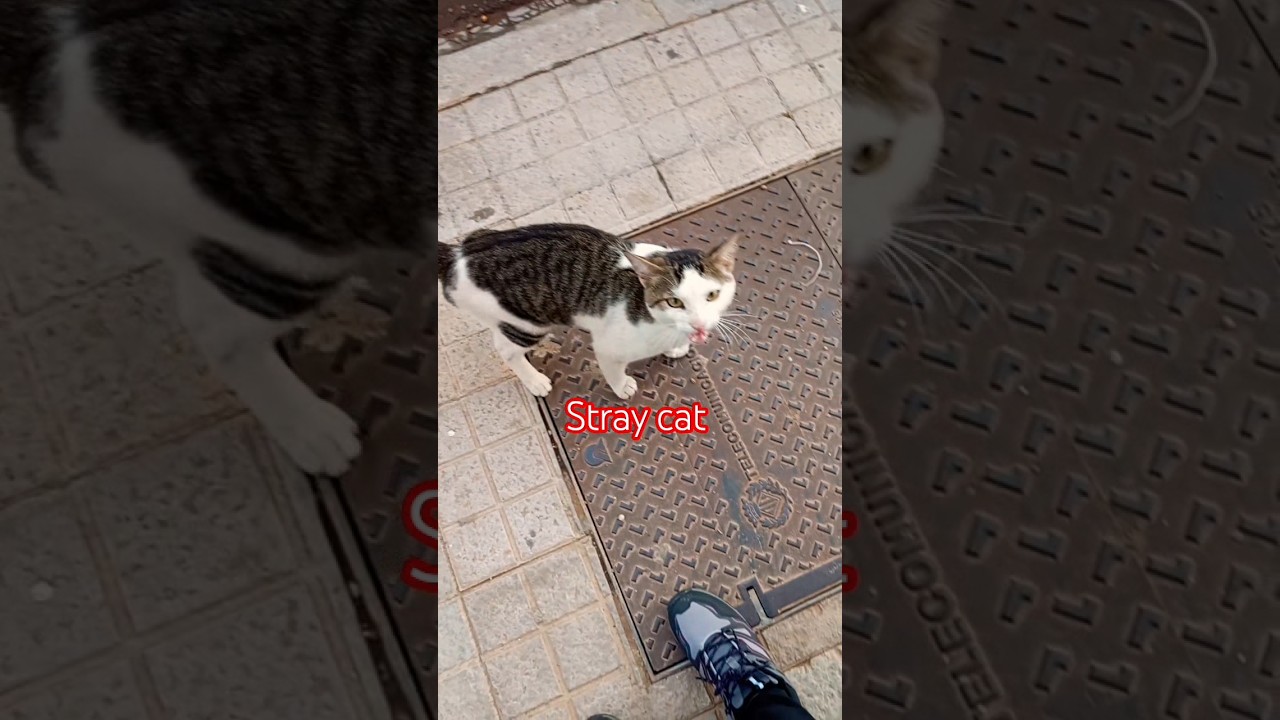 Подумайте дважды, прежде чем усыновить 🫣🫣