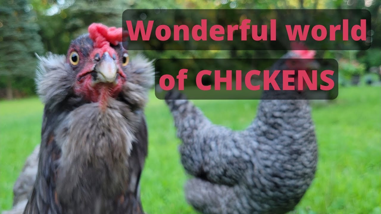 My backyard chicken flock