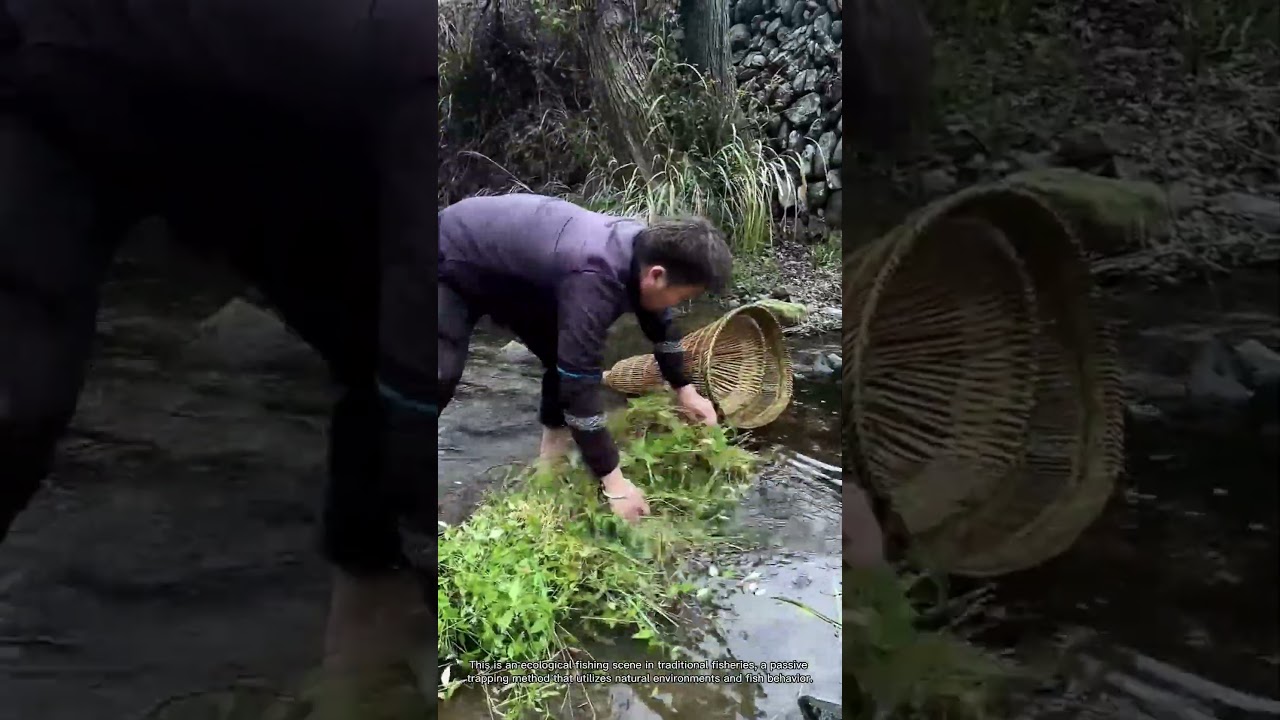 Bamboo Basket Fish Trapping with Grass Bait