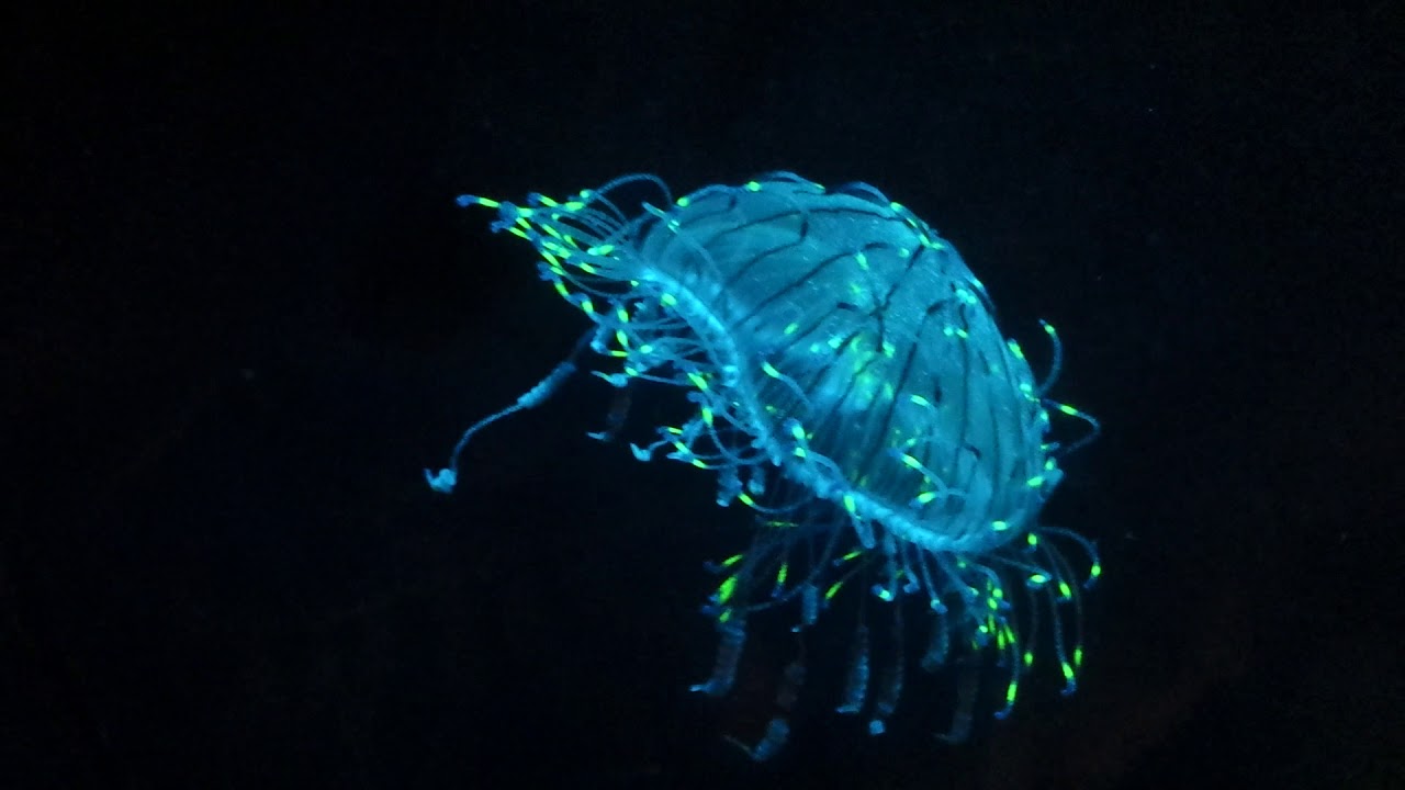 Flower Hat Jelly