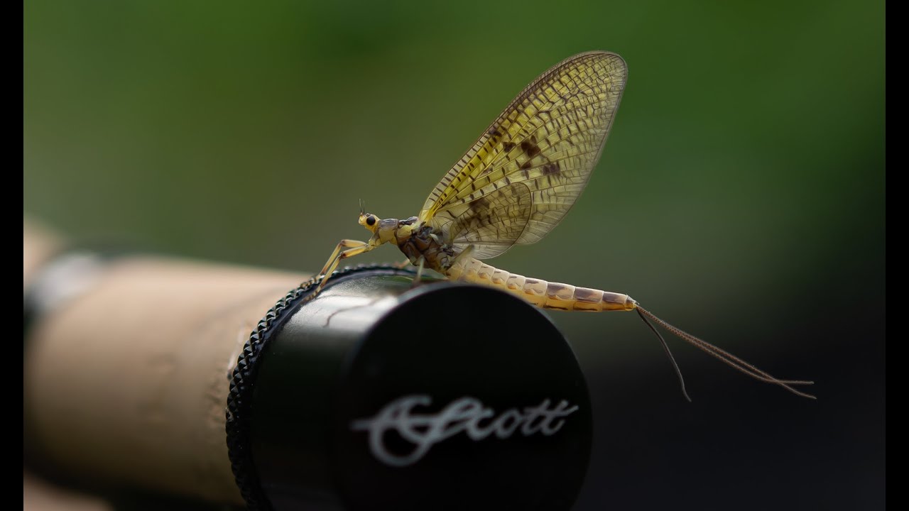 Fly tying - Danica upright CDC wing - With Henrik Kure Nielsen