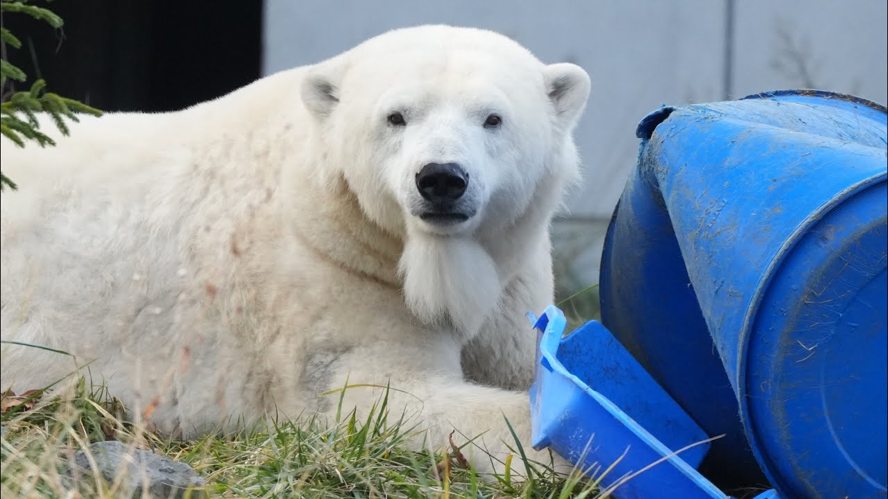 2025 11 25 円山動物園 リラ ララ