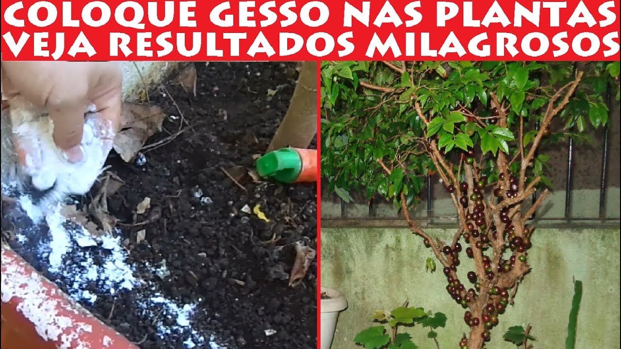 Coloque Gesso Nas Plantas e veja resultados milagrosos rapidamente!