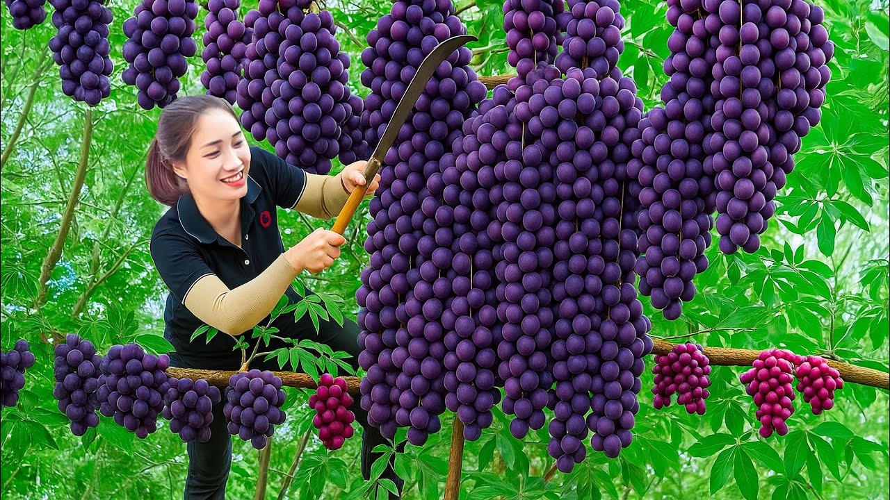Harvesting Rare Black Grapes & Catching Coconut Worms | Village Secrets Revealed!