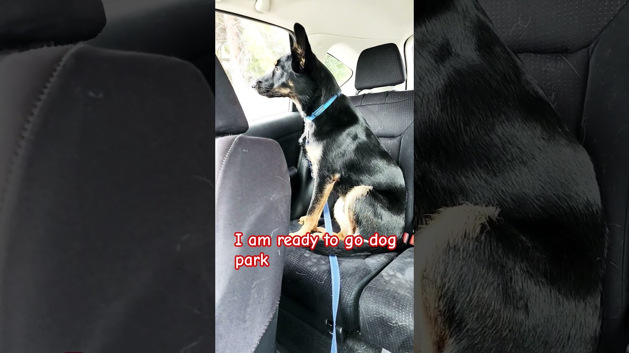 going to dog park.