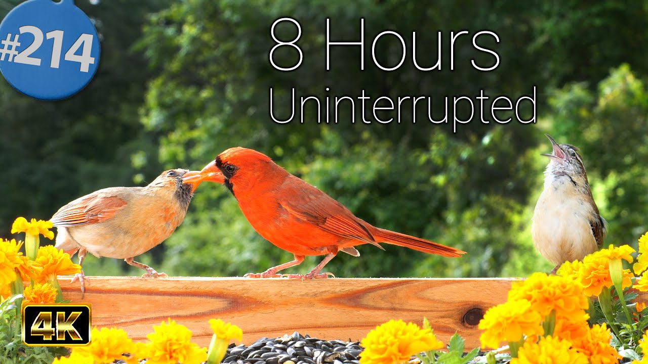 TV for Cats 😻 8 Hours of Birds 🐦 Squirrels 🐿Feeder Uninterrupted CatTV @LensMyth