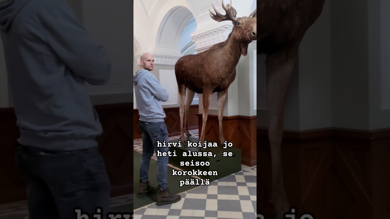 Mink&auml; kokonen hirvi on muhun verrattuna 🫎? #shorts #hirvi #helsinki