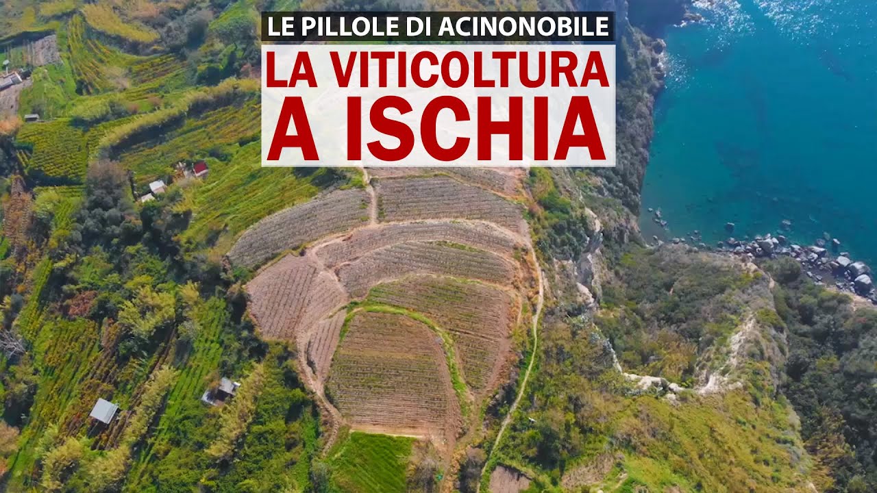 La viticoltura eroica nell'isola di Ischia