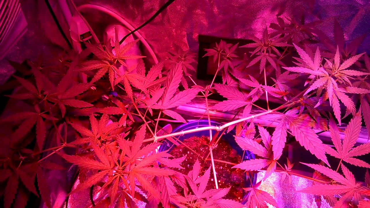 They loving there New light key lime fusion