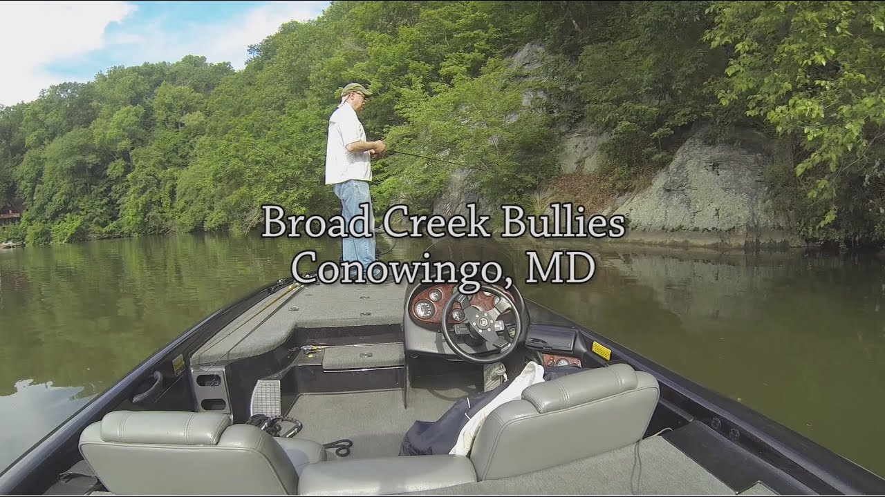 Broad Creek Bullies Conowingo Lake