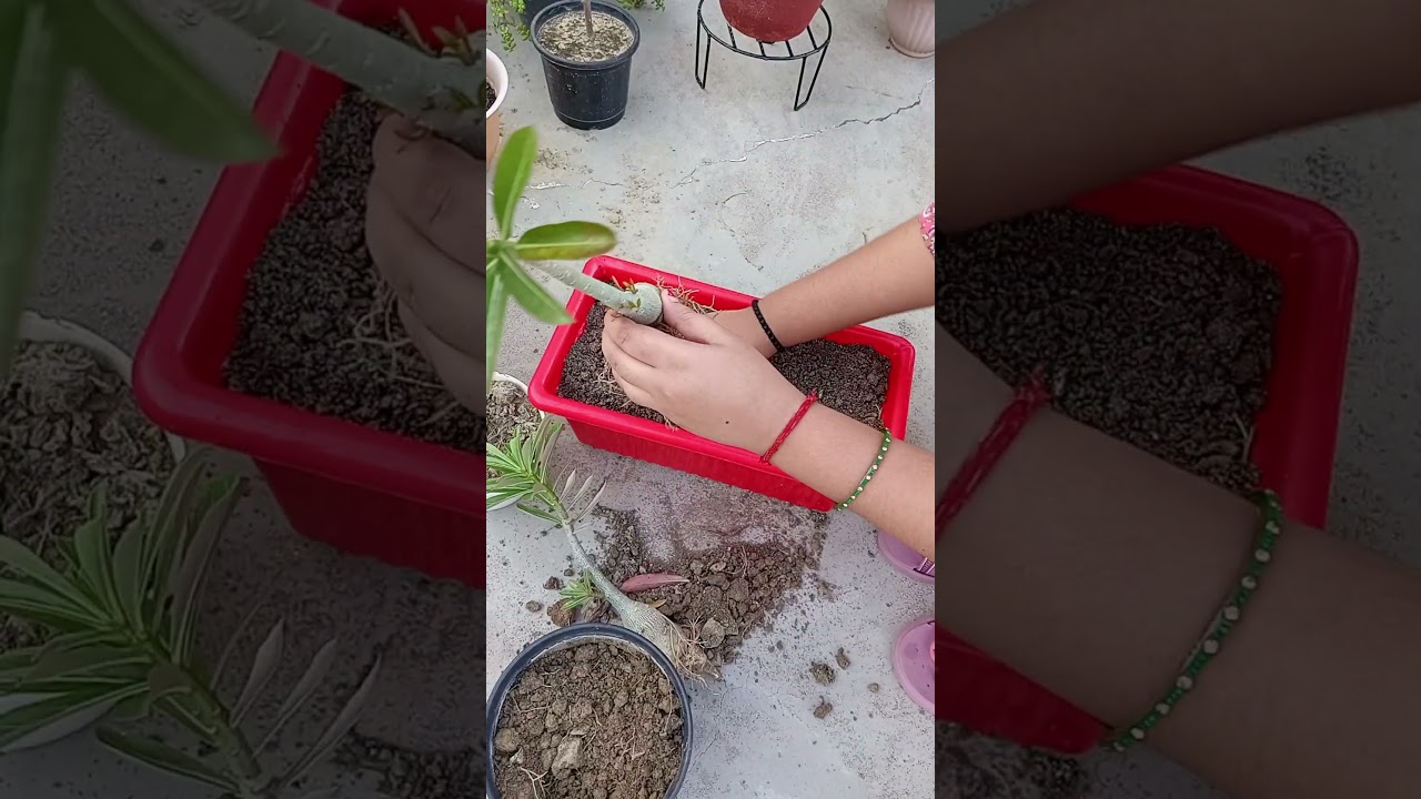 Adenium plant repotting #adeniumrepotting #adenium #desertrose