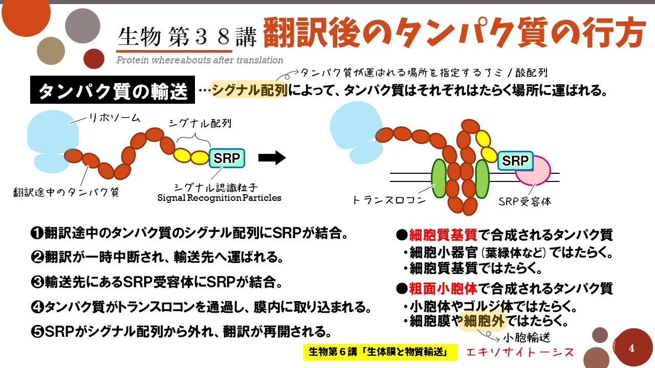 【高校生物】第38講「翻訳後のタンパク質の行方」翻訳後修飾・シグナル配列・タンパク質の分解