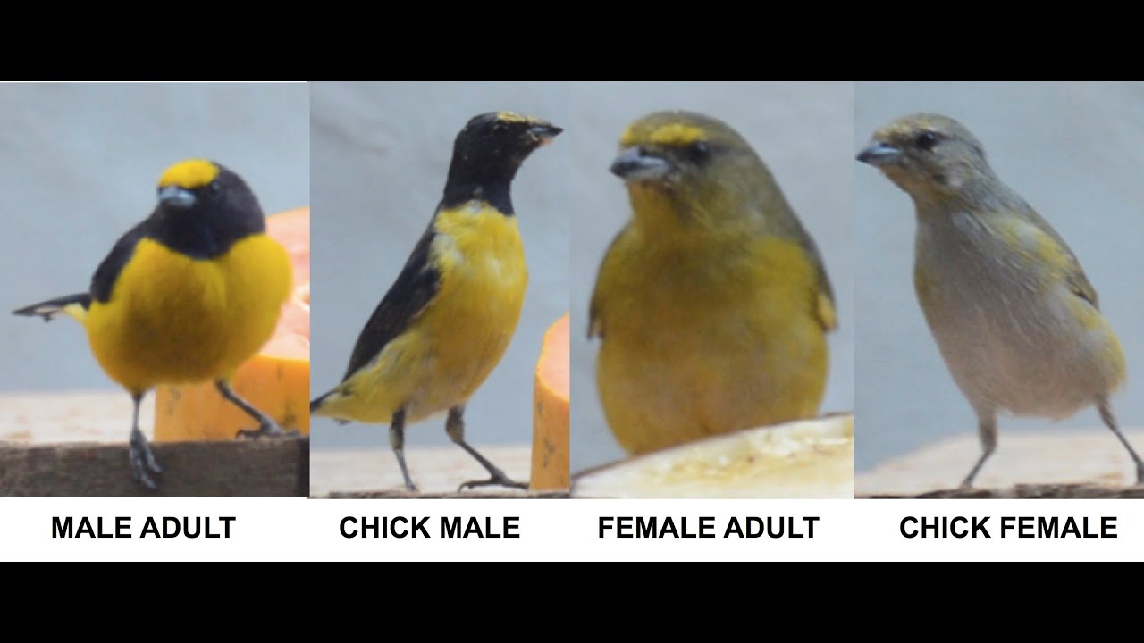 Família Fim-Fim no comedouro. Euphonia chlorotica family at the feeder.
