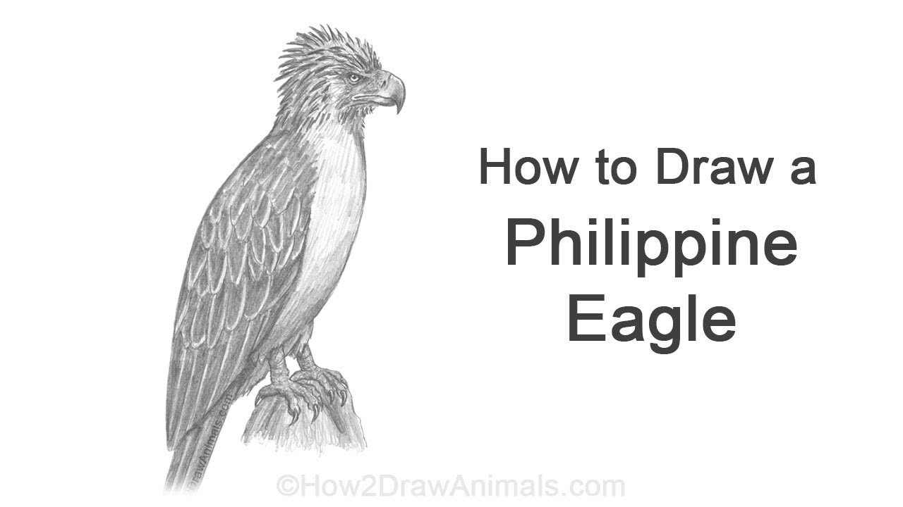 How to Draw a Philippine Eagle