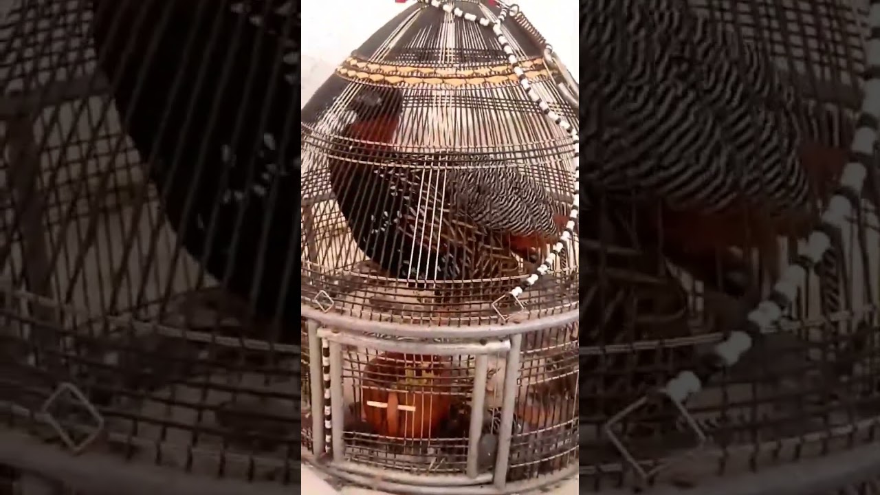 Black Teetar Ki Awaz  lTeetarvoice l Francolin  Blackfrancolin l Kala Teetar Ki Awaz l