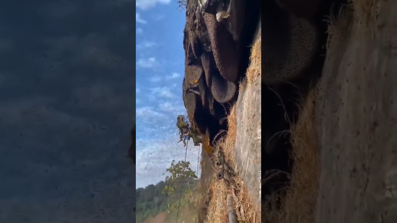 Apis Dorsata Laboriosa