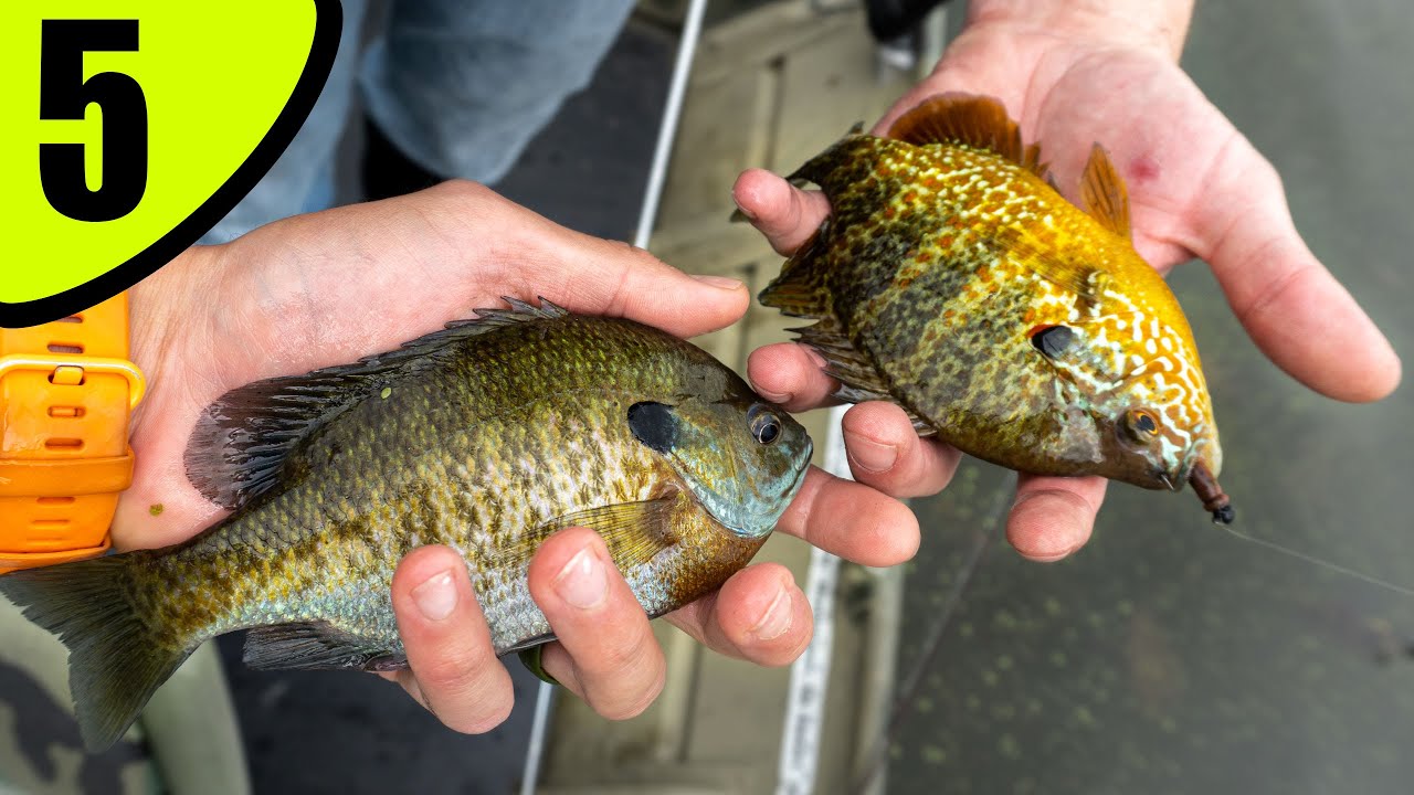 We Found A Big Bluegill Pattern! The Pursuit Of A 10 [EPISODE 5]
