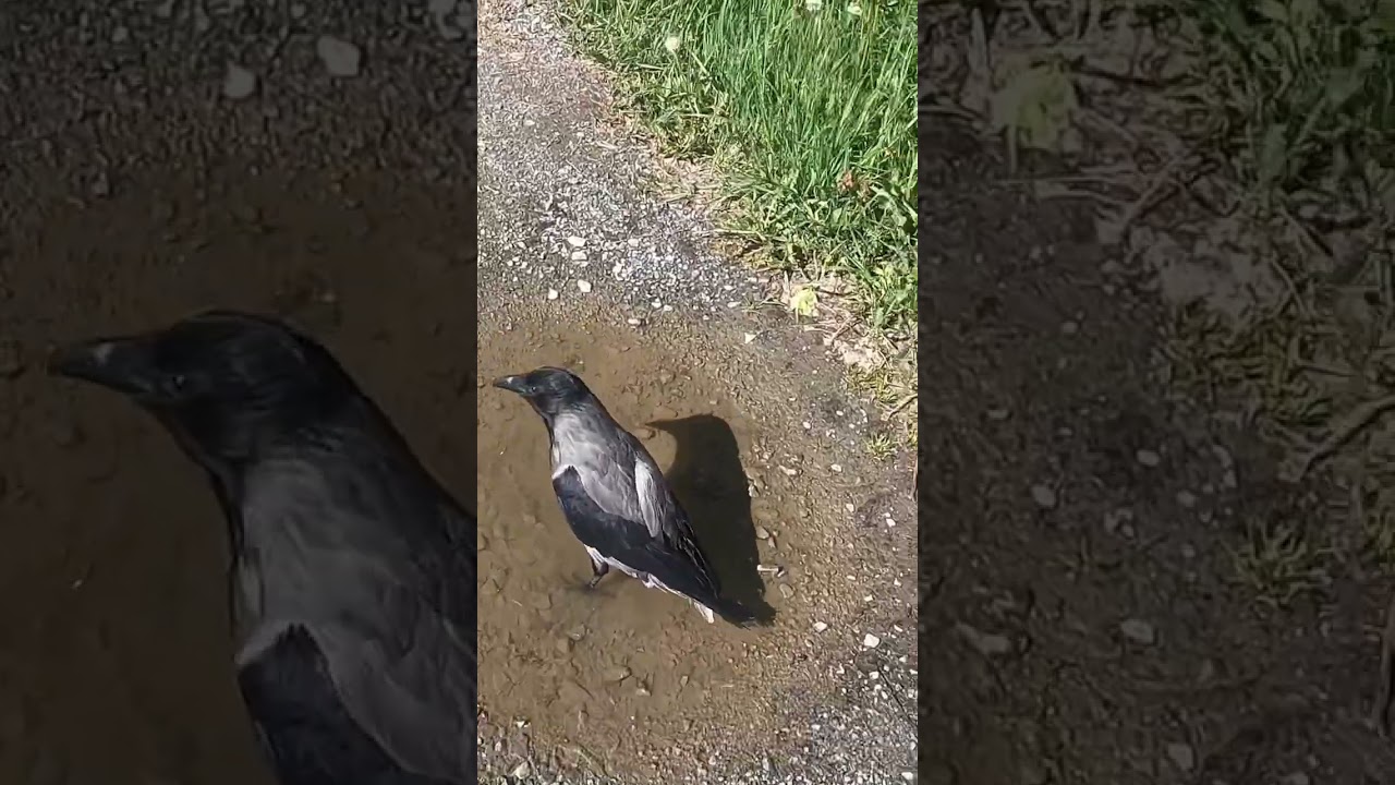 Kr&aring;kemannens Tamme Kr&aring;ke Koser Seg i S&oslash;lepytt 🐦 | YouTube Shorts