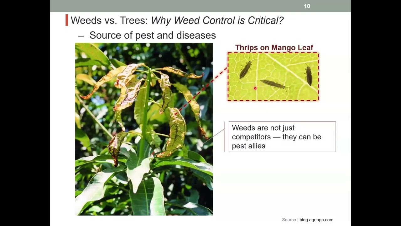 Effective and Sustainable Weed Management in Mango Production