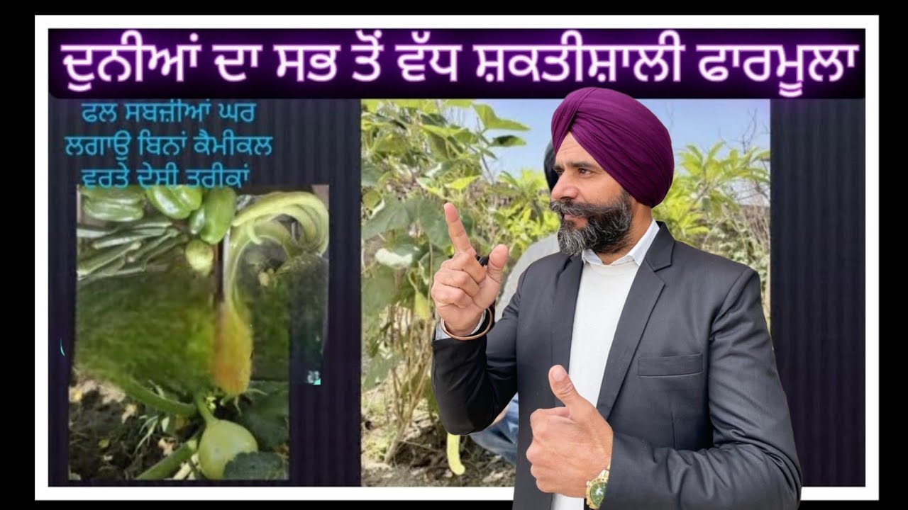 ਘਰ ਬੀਜੀਆਂ 🫑ਸਬਜ਼ੀਆਂ ਨੂੰ ਕੀੜੇ ਰਹਿਤ ਰੱਖਣ ਲਈ ਵਰਤੋਂ ਦੇਸੀ ਤਰੀਕਾਂ 🌶️ ਦੇਖੋ 👀 #kulveersadhraਨਵਾਸ਼ਹਿਰ 