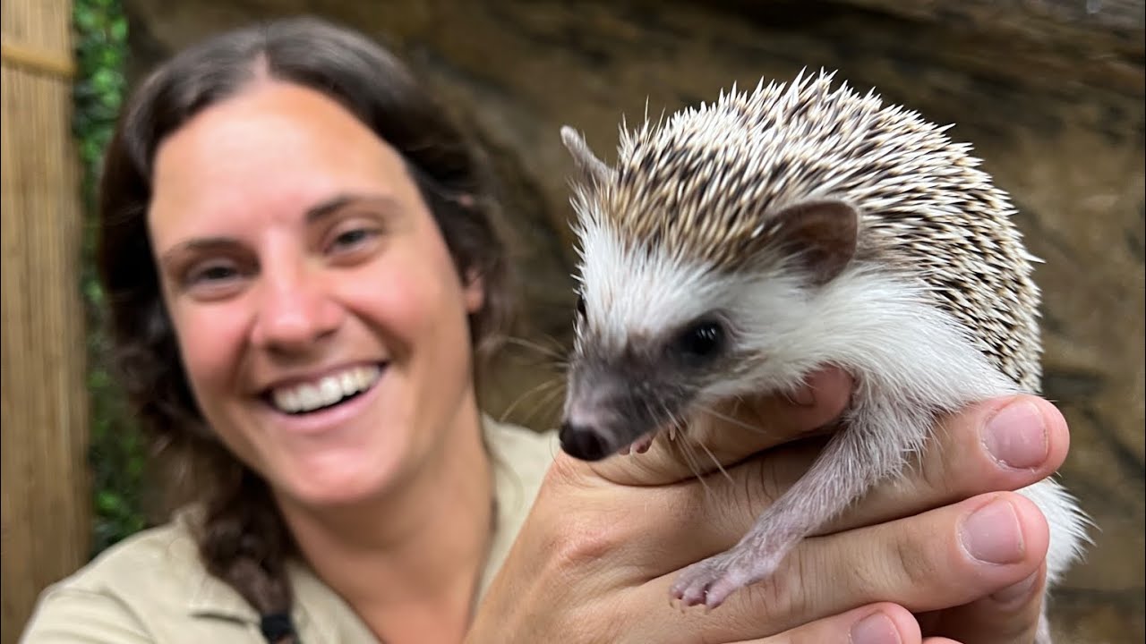 Hedgehog Won’t Stop Biting Me😂🥰 Good things He’s Cute!😍😂