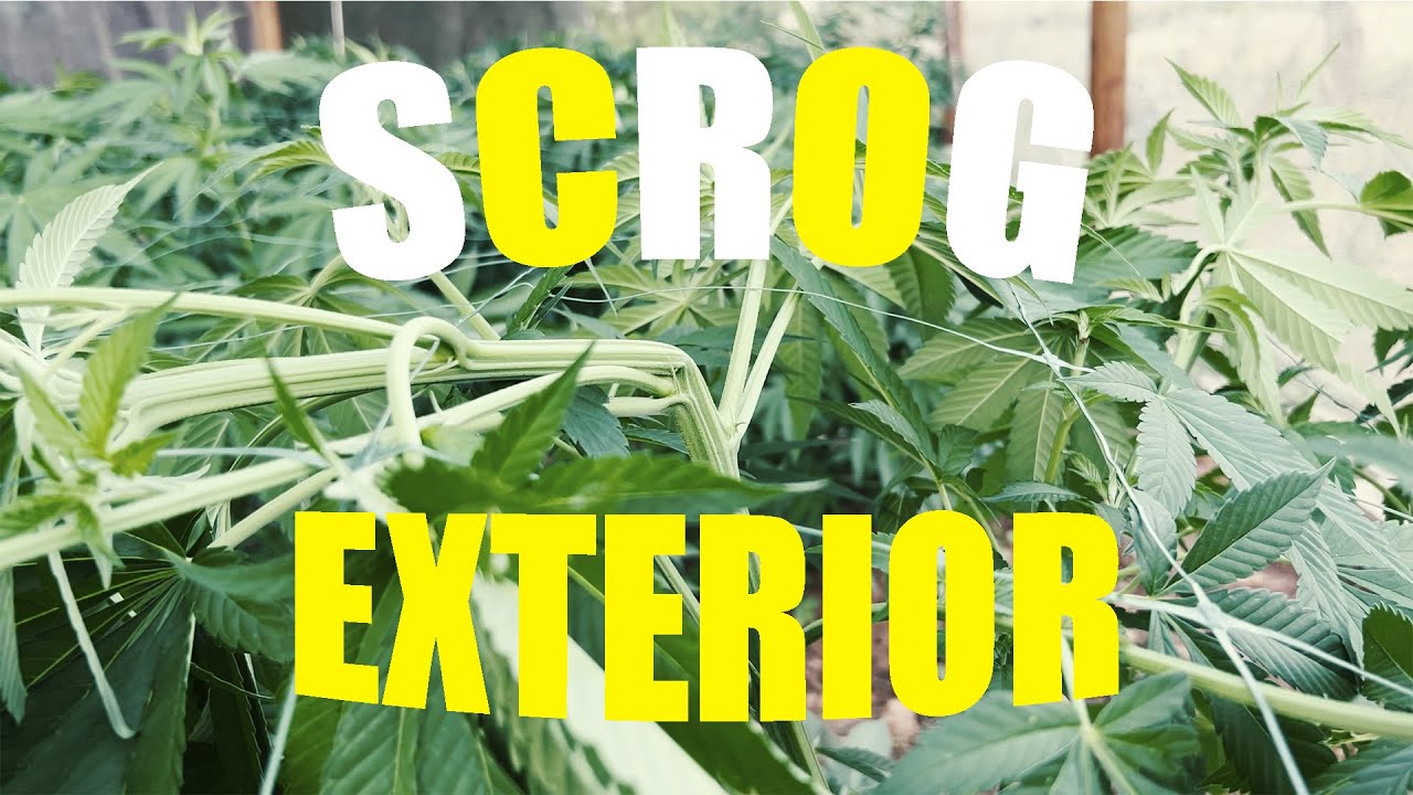 🥦GUIA DE CULTIVO CANNABIS EXTERIOR | RED ESTRUCTURAL | SCROG | CAP.3