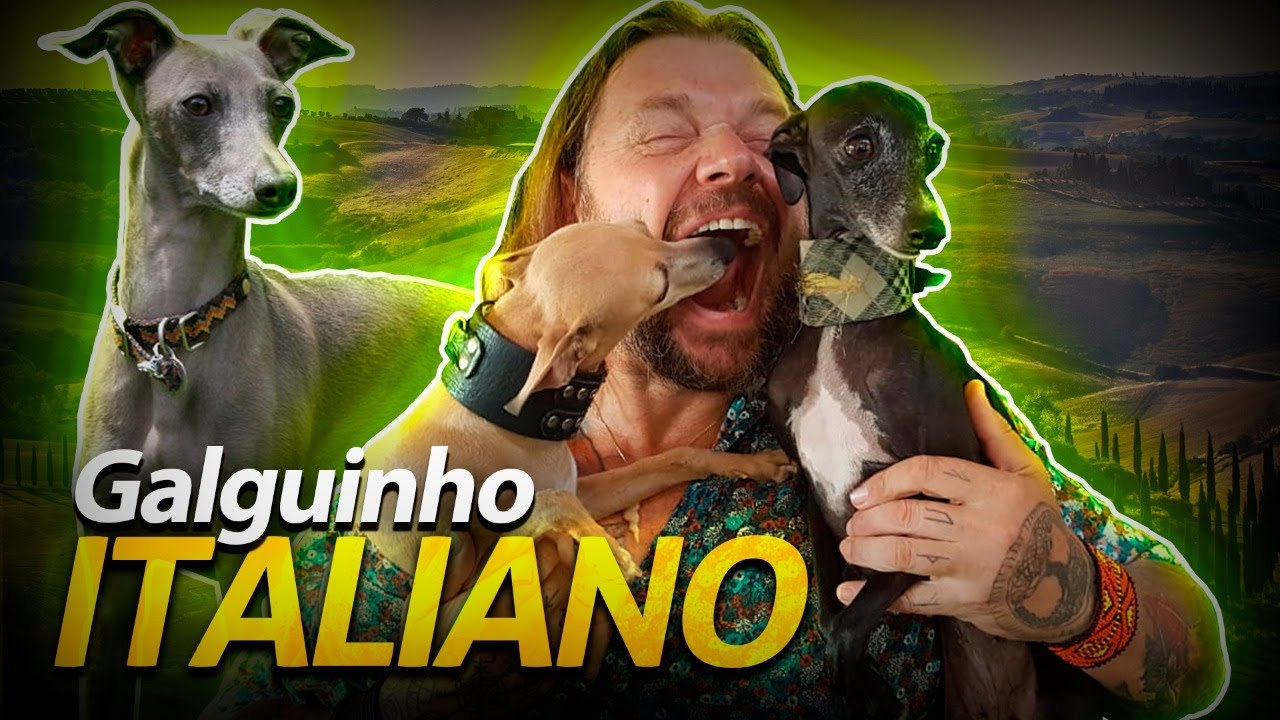 PEQUENO LEBREL, O GALGO ITALIANO! | RICHARD RASMUSSEN