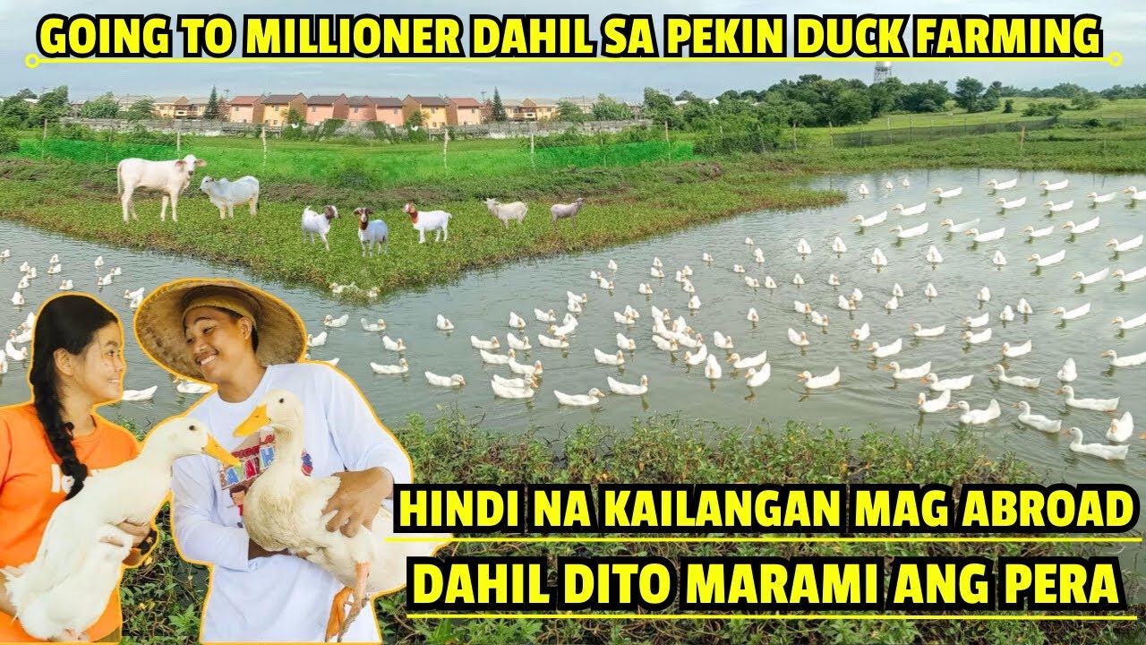 PEKIN DUCK FARMING GOING TO MILLIONER AGRI ENGR TRISH - MASMARAMI ANG PERA SA PEKIN DUCK FARM