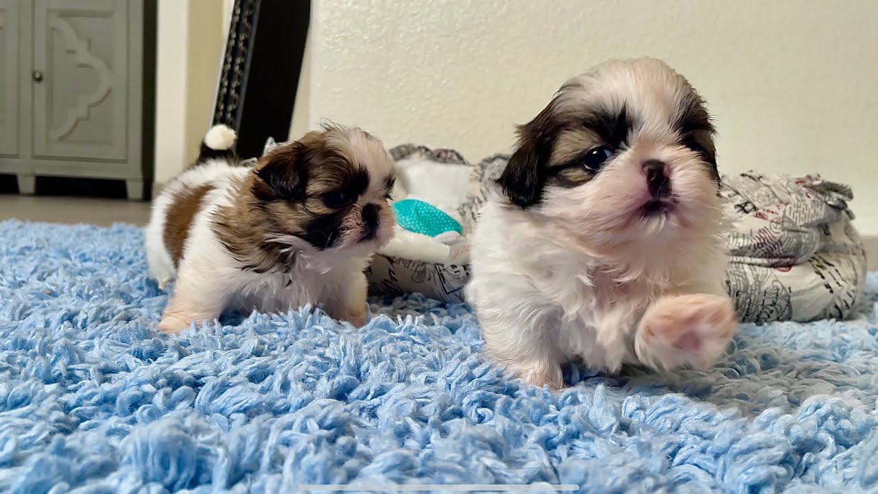 3 Little Puppies 🐶 Shih Tzu Puppies daily Playing