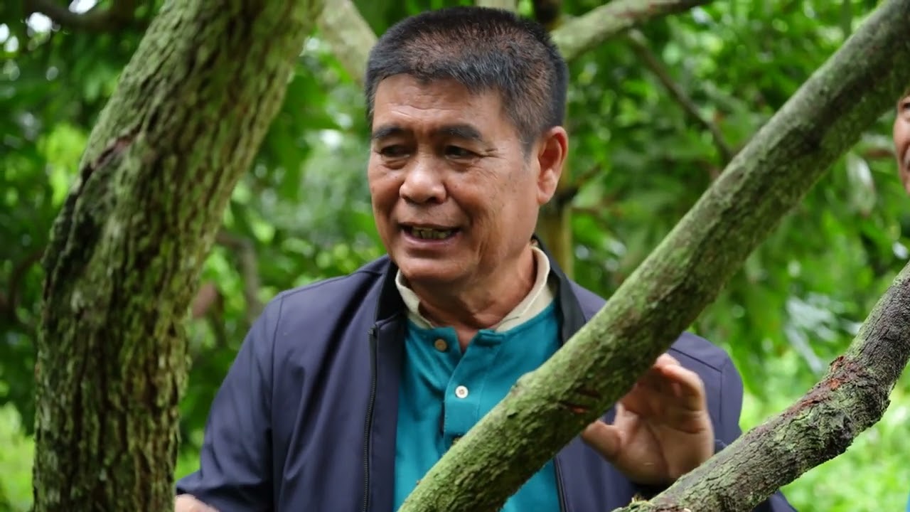 การตัดแต่งทรงพุ่มลำไย---จังหวัดลำพูน