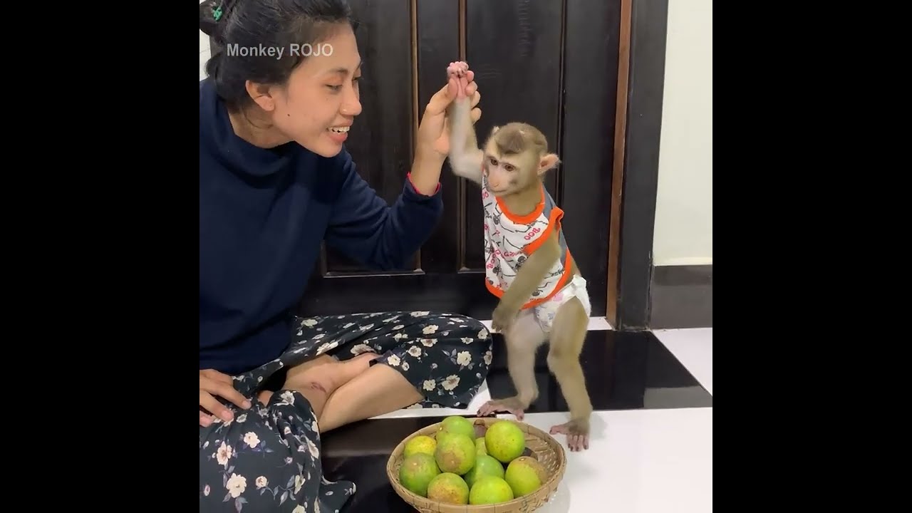 Mommy cutting oranges for baby monkey ROJO eating in the evening with mommy