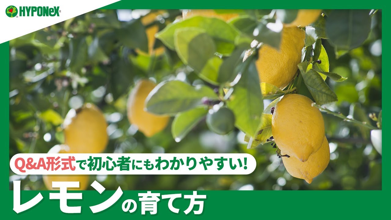 ☘51：レモンの育て方｜鉢植えでも育てられる？植えつけの注意点や、美味しく実らせるための摘果もご紹介【PlantiaQ&A】植物の情報、育て方をQ&A形式でご紹介