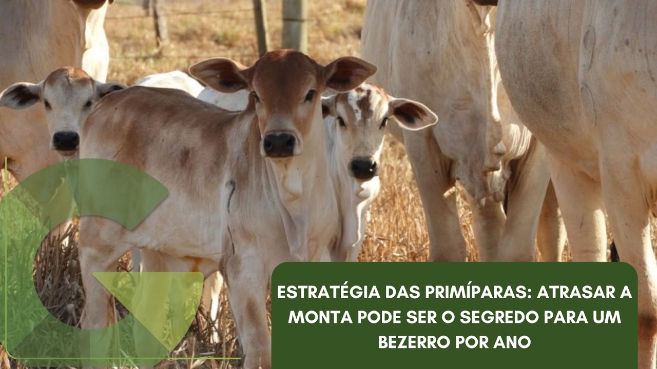 ESTRATÉGIA DAS PRIMÍPARAS: ATRASAR A MONTA PODE SER O SEGREDO PARA UM BEZERRO POR ANO