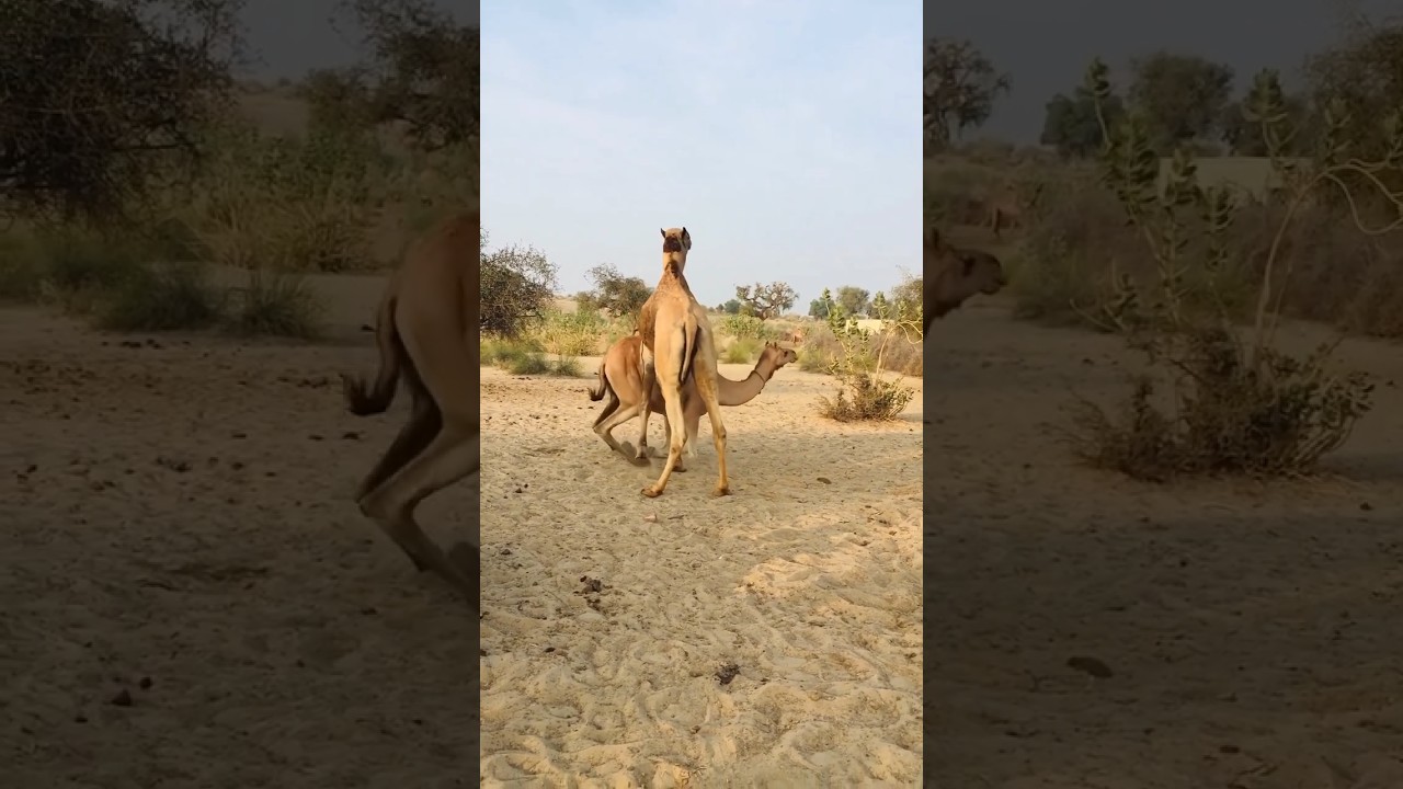 Camels romance #animals #camel #desert #beauty #romantic #thardesert
