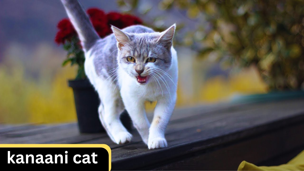 kanaani Cat - Characteristics - Habitat - Diet - Behavior - 101 Facts - Health - Size 