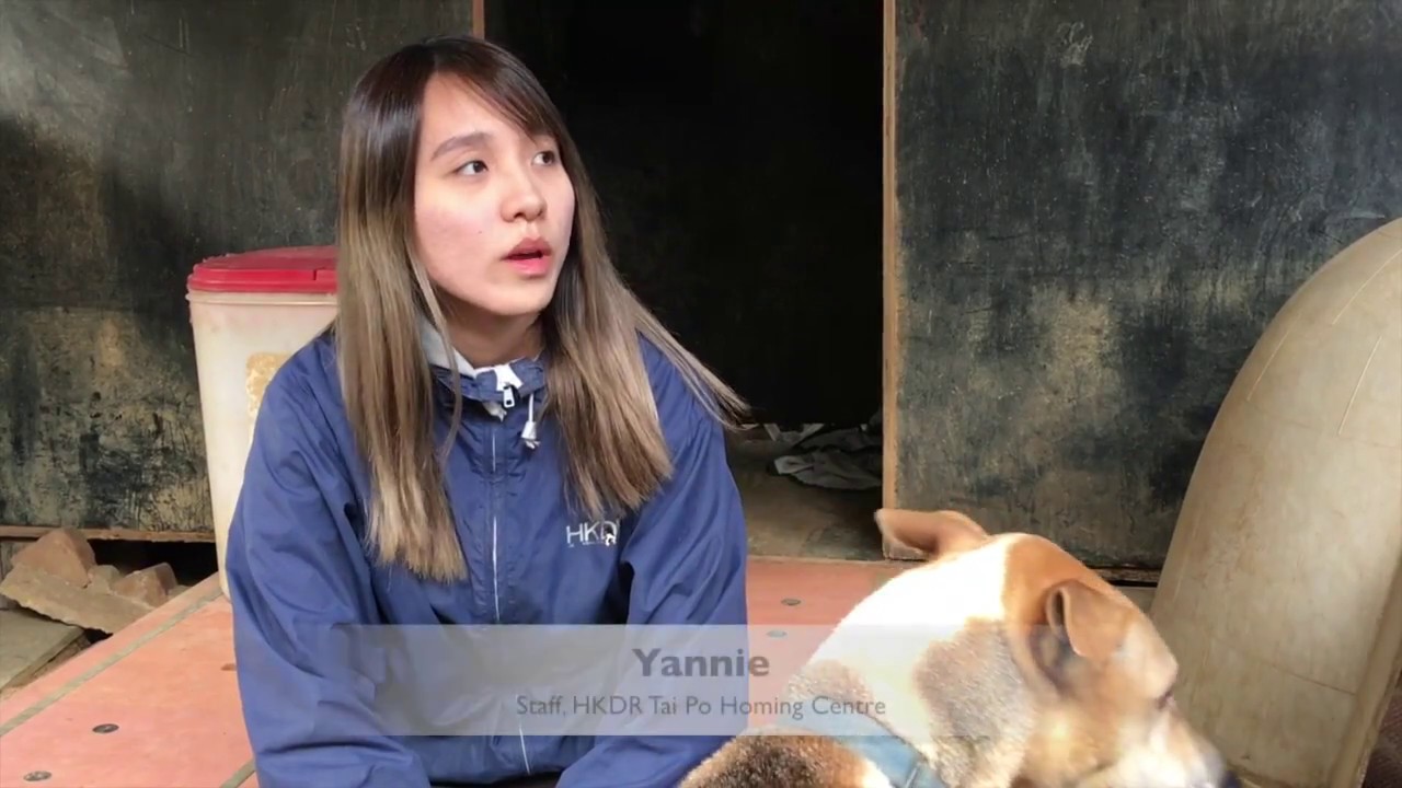 Abandoned dogs in HK (Interview), Support by HKDR