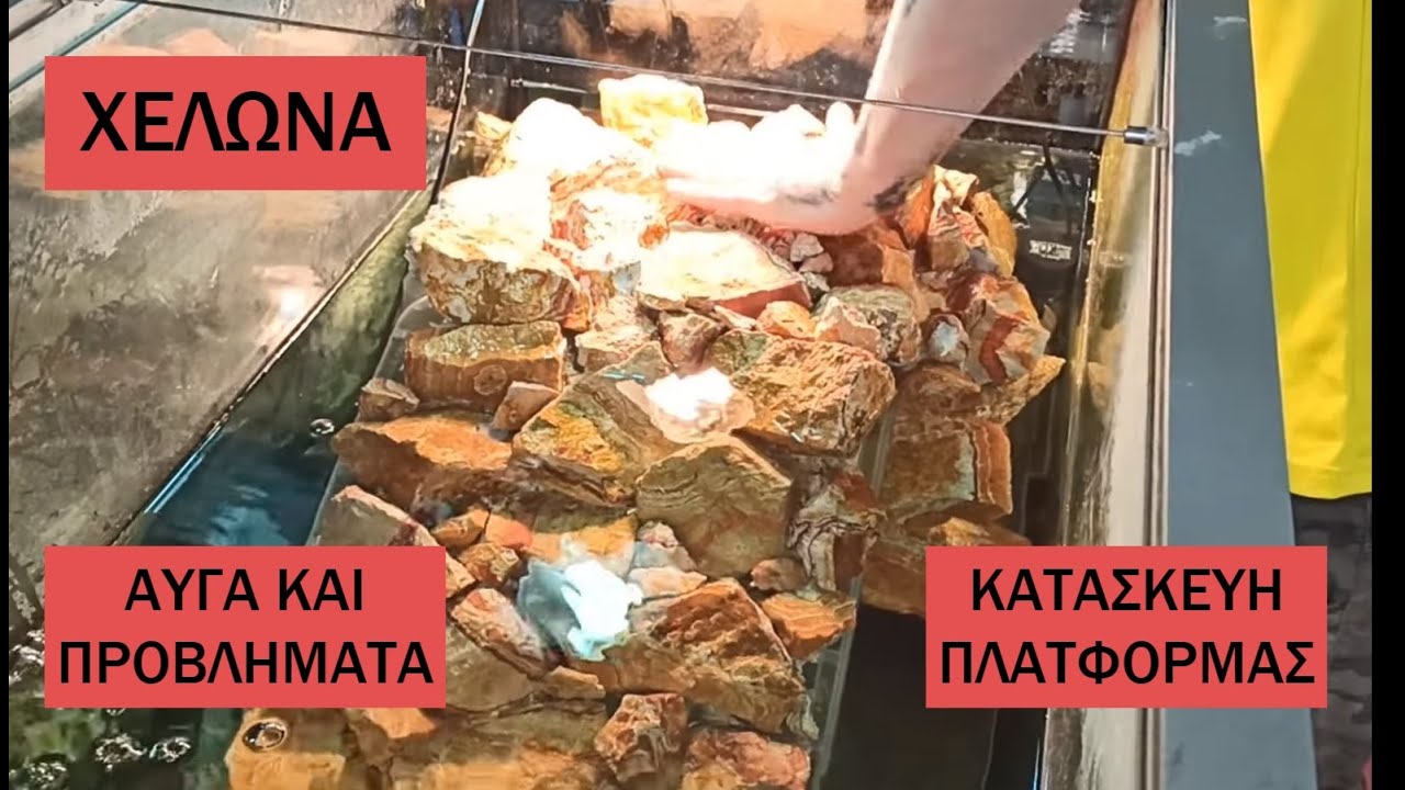 Χελώνα απρόσμενα αυγά και προβλήματα, προσπάθεια γιγανοκατασκευής πλατφόρμας| *Vlog type Episode*