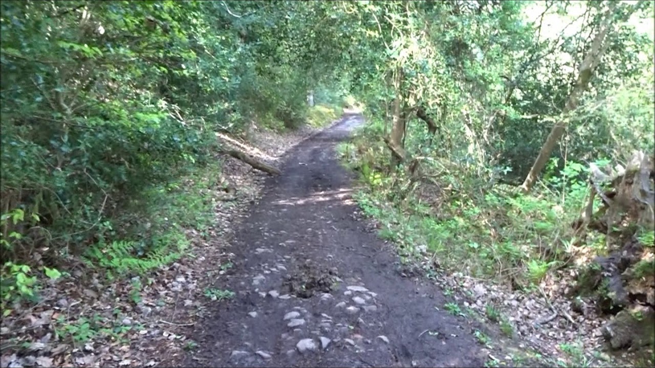 Holford Walk In The Spring, Part I, 'Along Hodders Combe' by Sheila, April 30th 2019