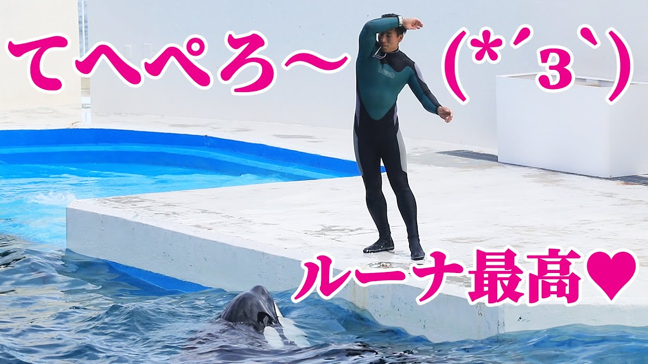 鴨シーのお茶目なシャチ「ルーナ」がサイン無視!!「テヘペロ～♥」 鴨川シーワールド シャチショー KamogawaSeaWorld  orca killerwhale
