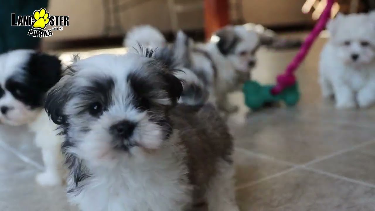 Adorable Malshi Puppies