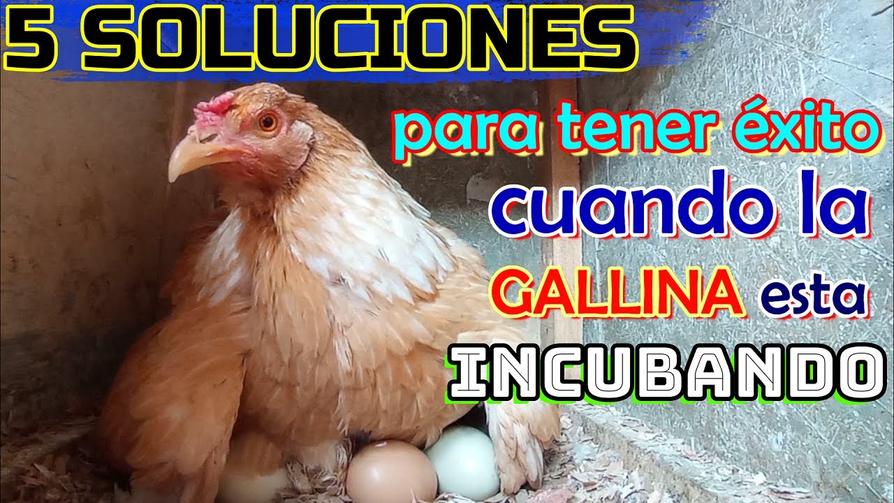 ▶ 5 Soluciones que debes saber si tu 🐔 está incubando + Primeros cuidados post-nacimiento