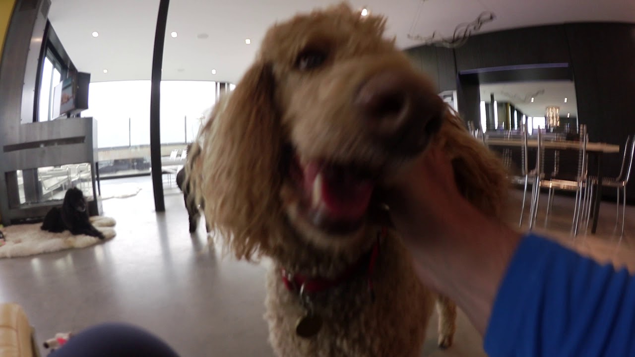 8 week old silver standard poodle puppy comes home