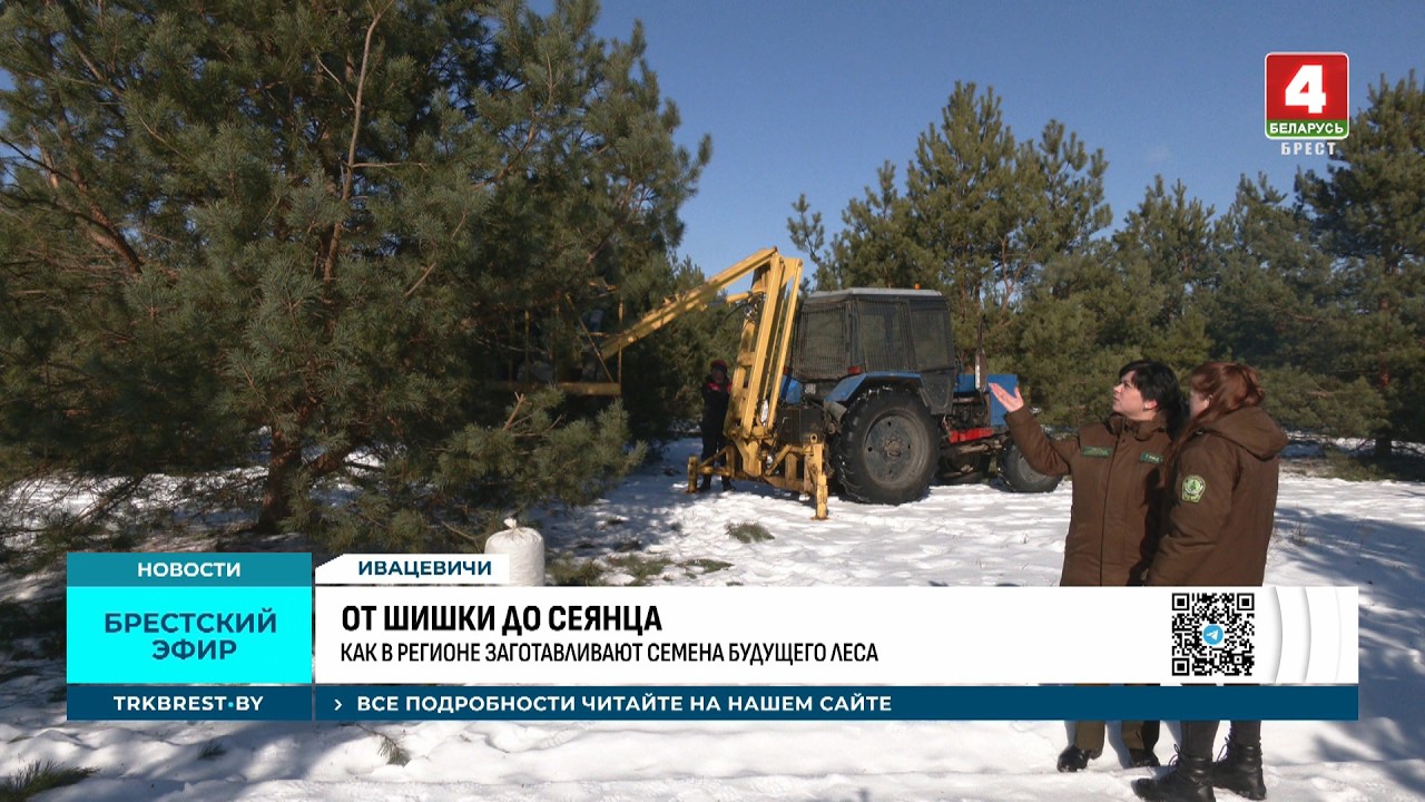ОТ ШИШКИ ДО СЕЯНЦА