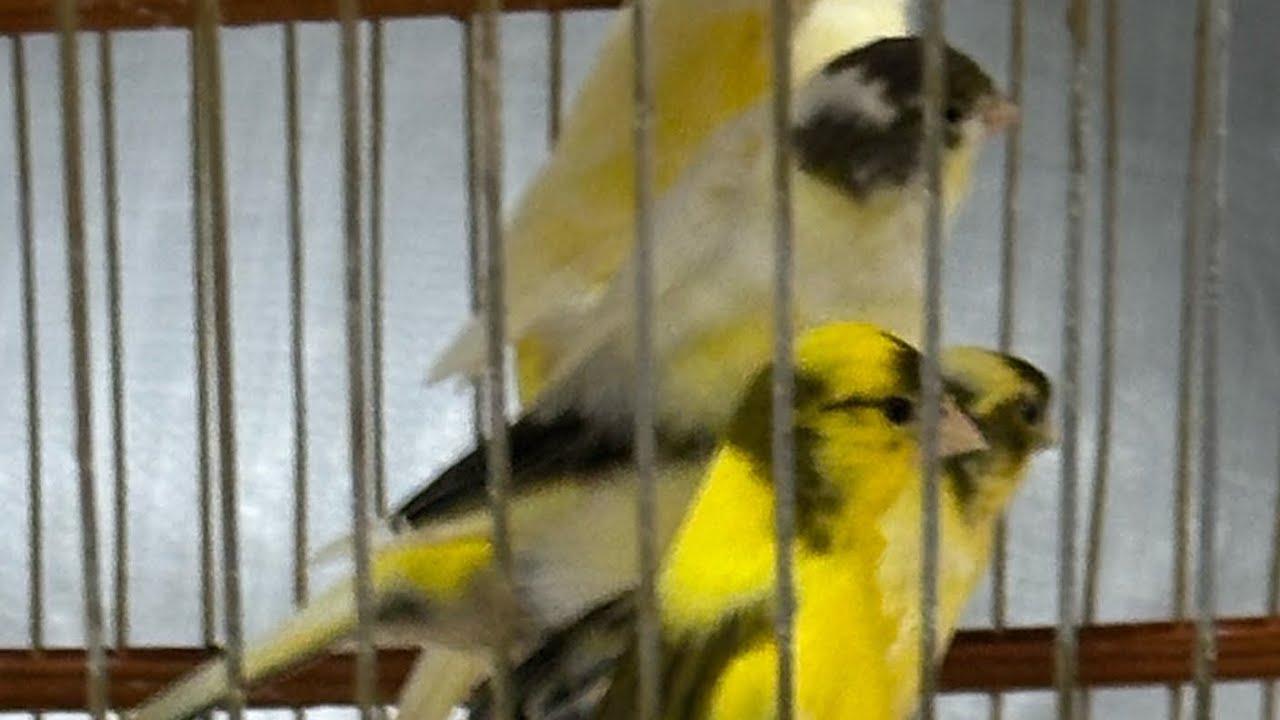 #newbirds #newroom #gsbirdroom #finches 
