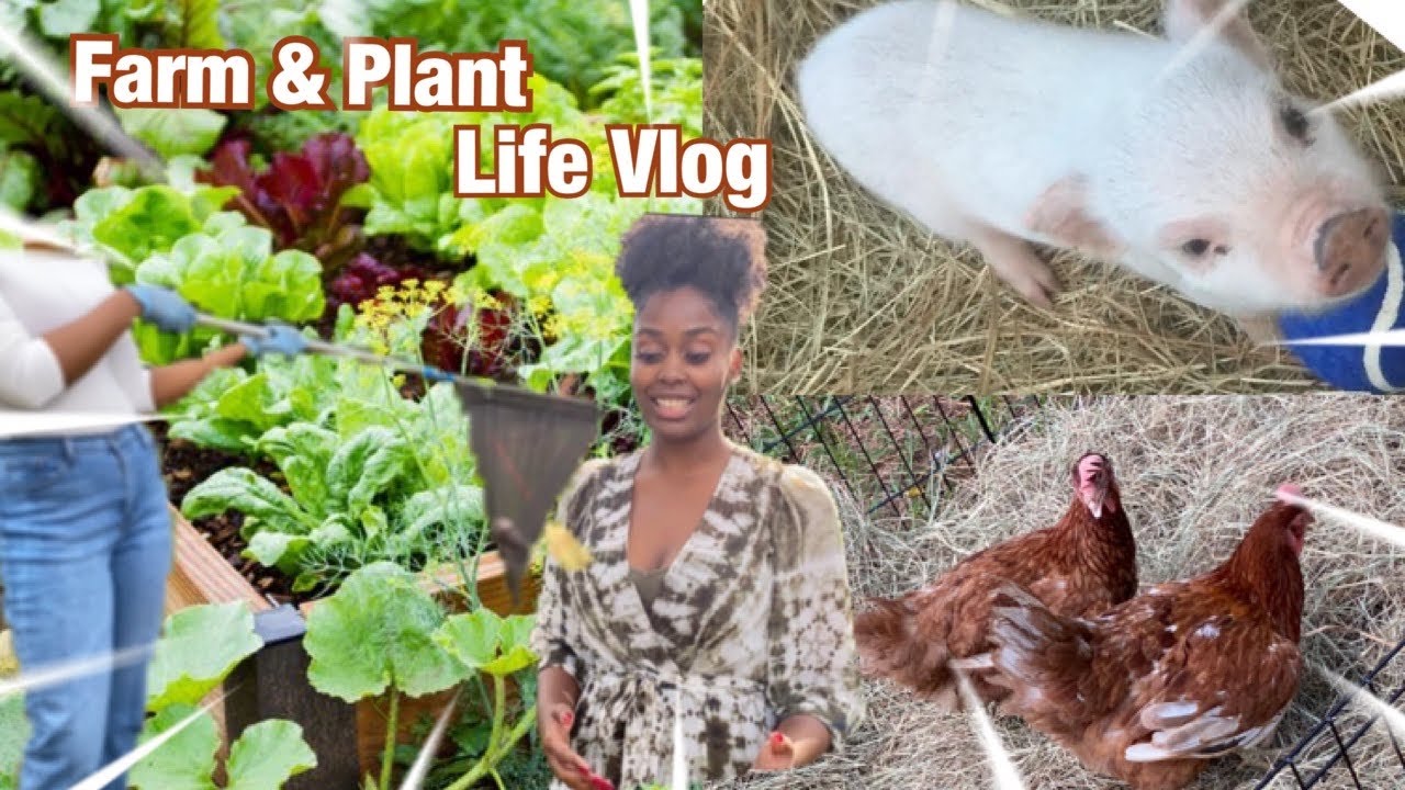BUILDING A PIG FARM & GARDEN FOR THE FIRST TIME| DAY IN MY LIFE VLOG |TAKEAG