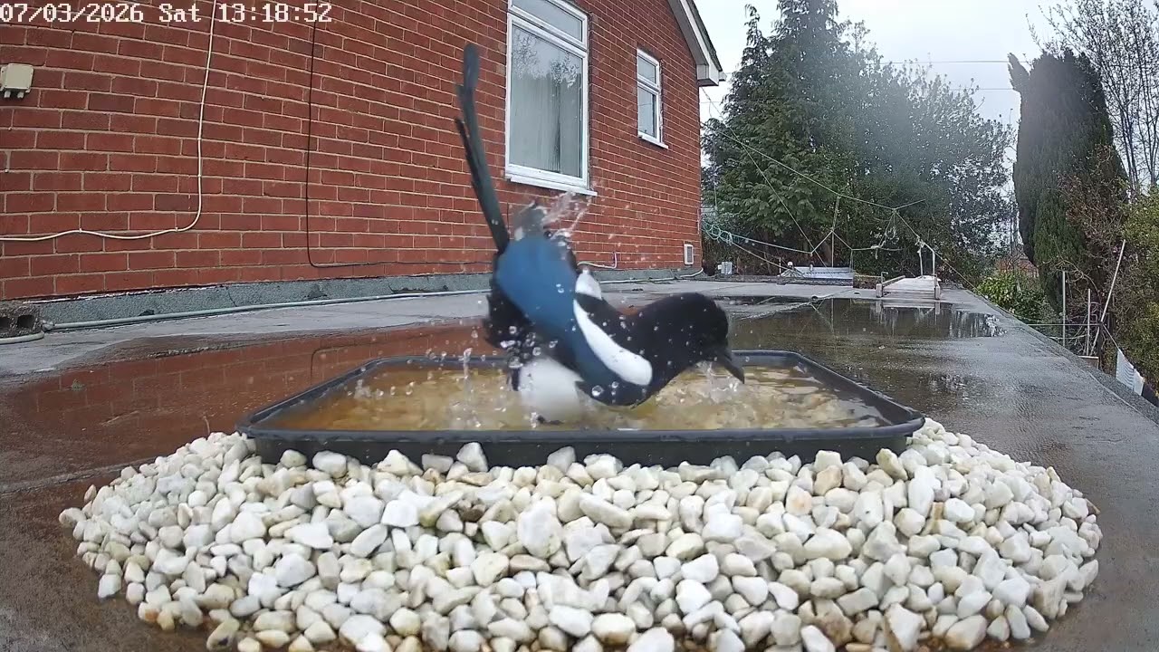 Magpie bathing, 7th March 2026