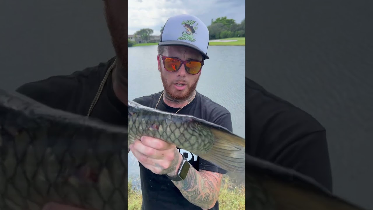 I Tried To Save This Grass Carp