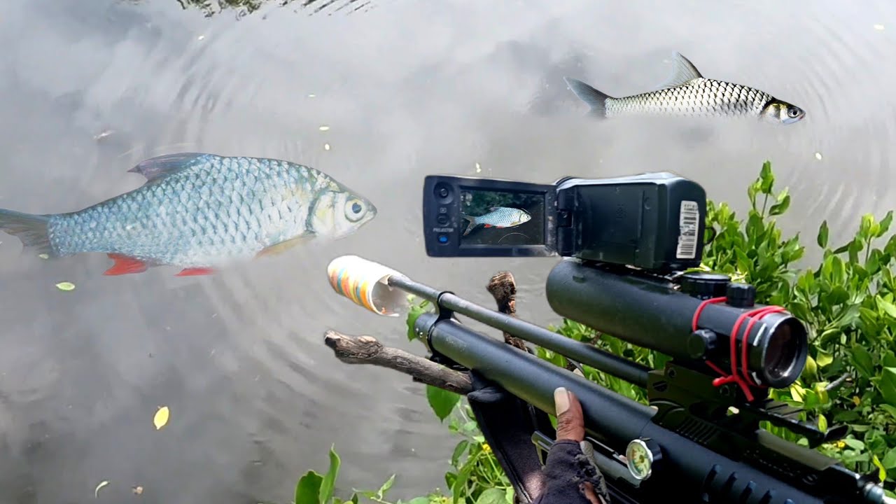 Ikannya pada kelihatan Paser ikan tawes di saat air sungai pasang