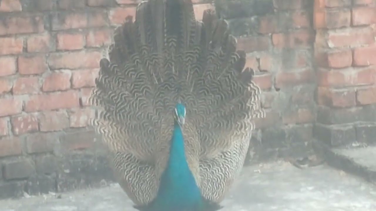 Peacock 🦚 dance #animals #animllover 